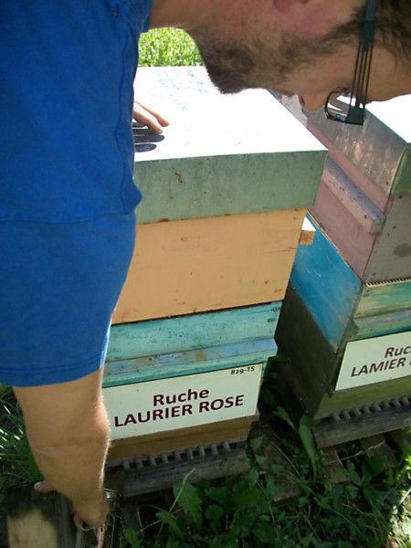 La ruche Laurier-rose