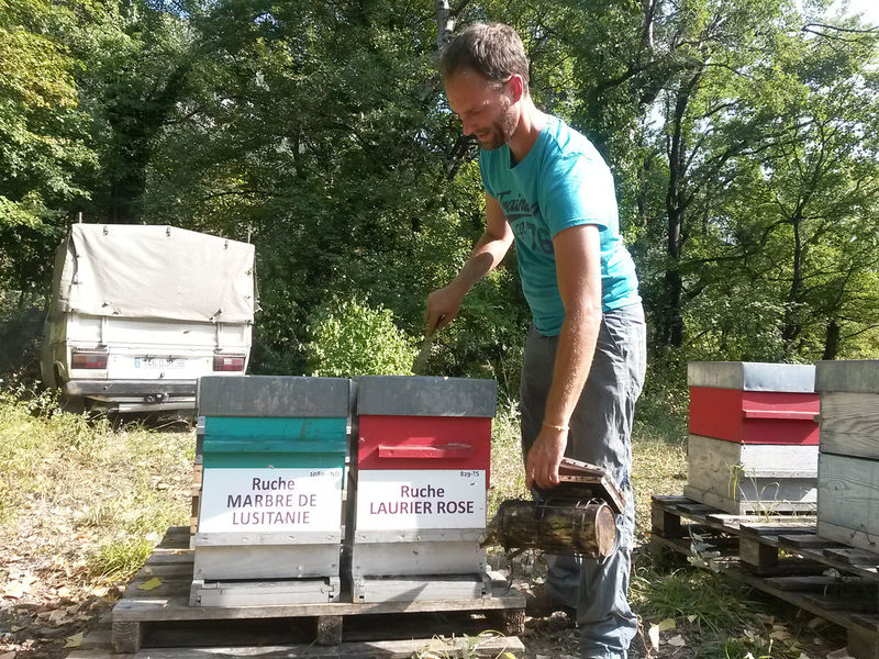 La ruche Laurier-rose