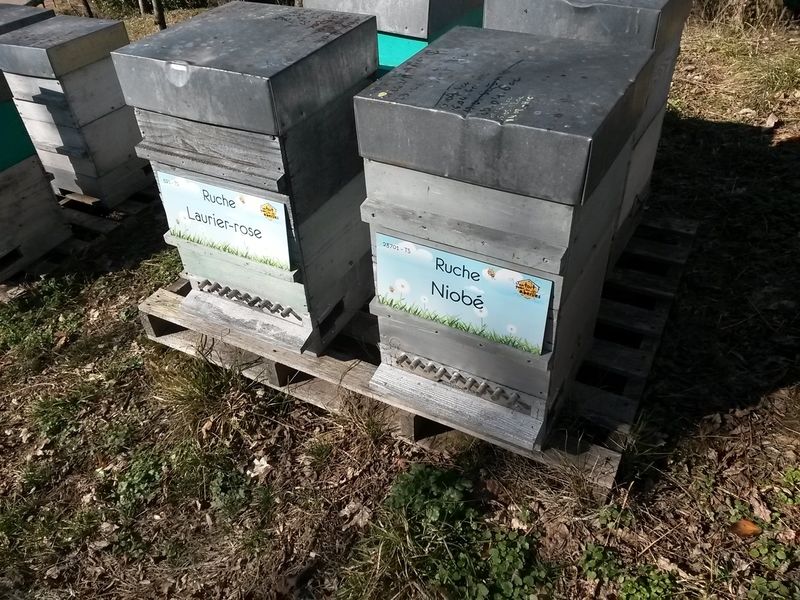 La ruche Laurier-rose