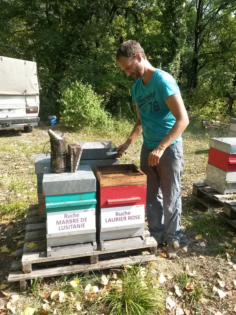 La ruche Laurier-rose