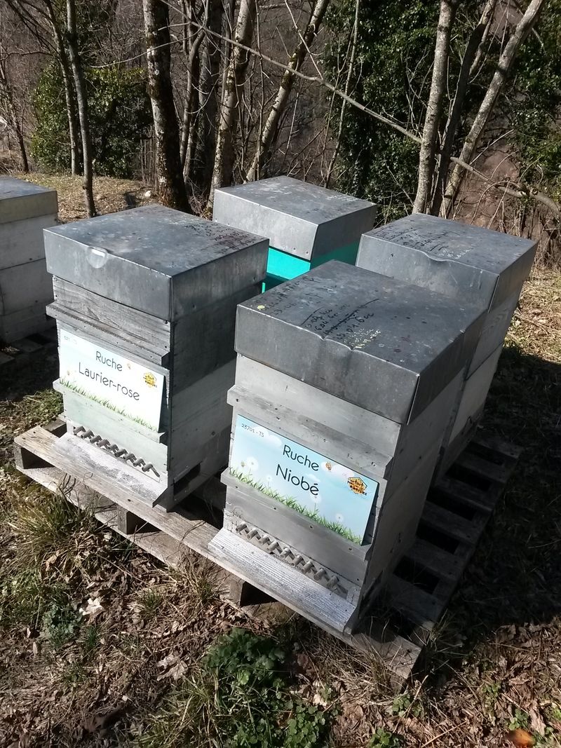 La ruche Laurier-rose