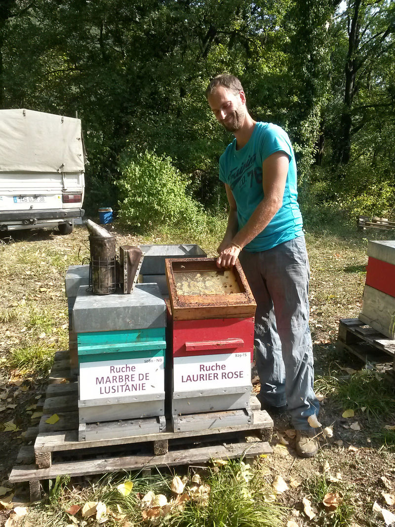 La ruche Laurier-rose