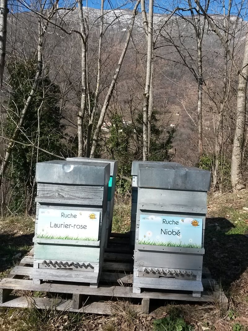 La ruche Laurier-rose