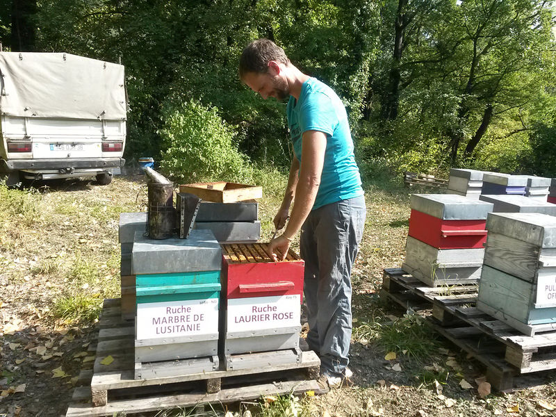 La ruche Laurier-rose