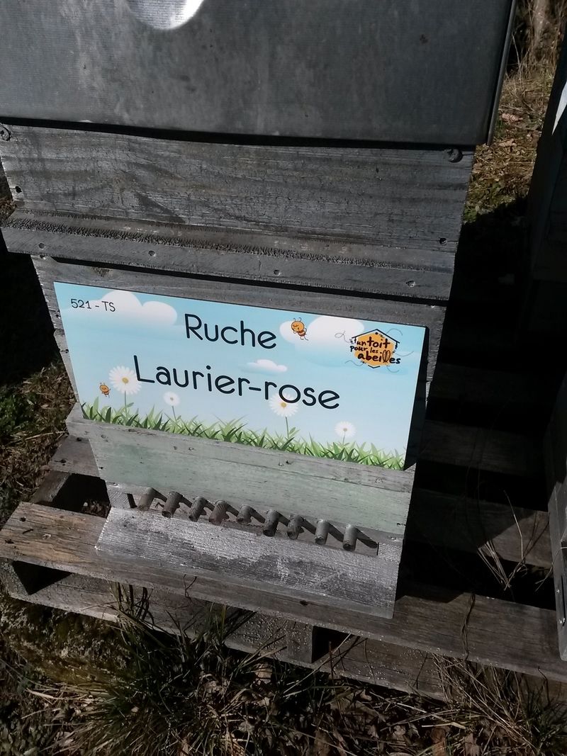 La ruche Laurier-rose
