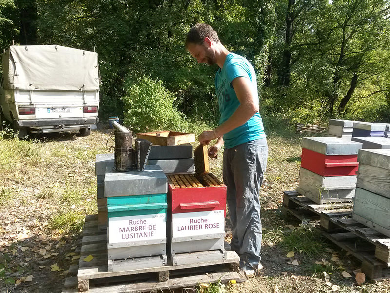 La ruche Laurier-rose
