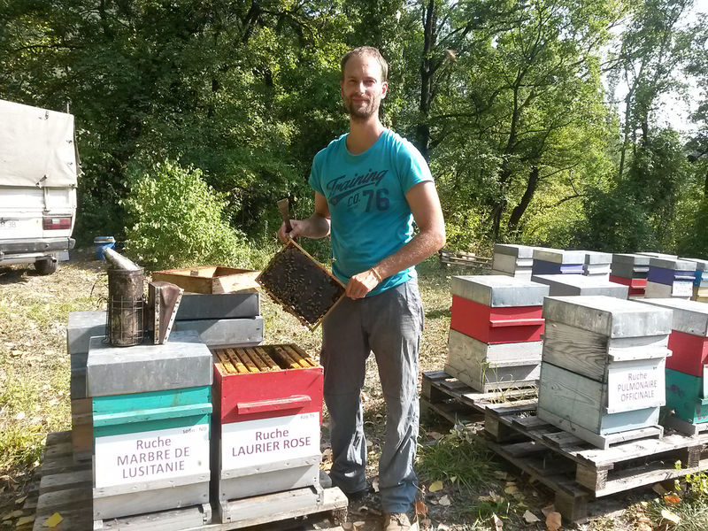 La ruche Laurier-rose