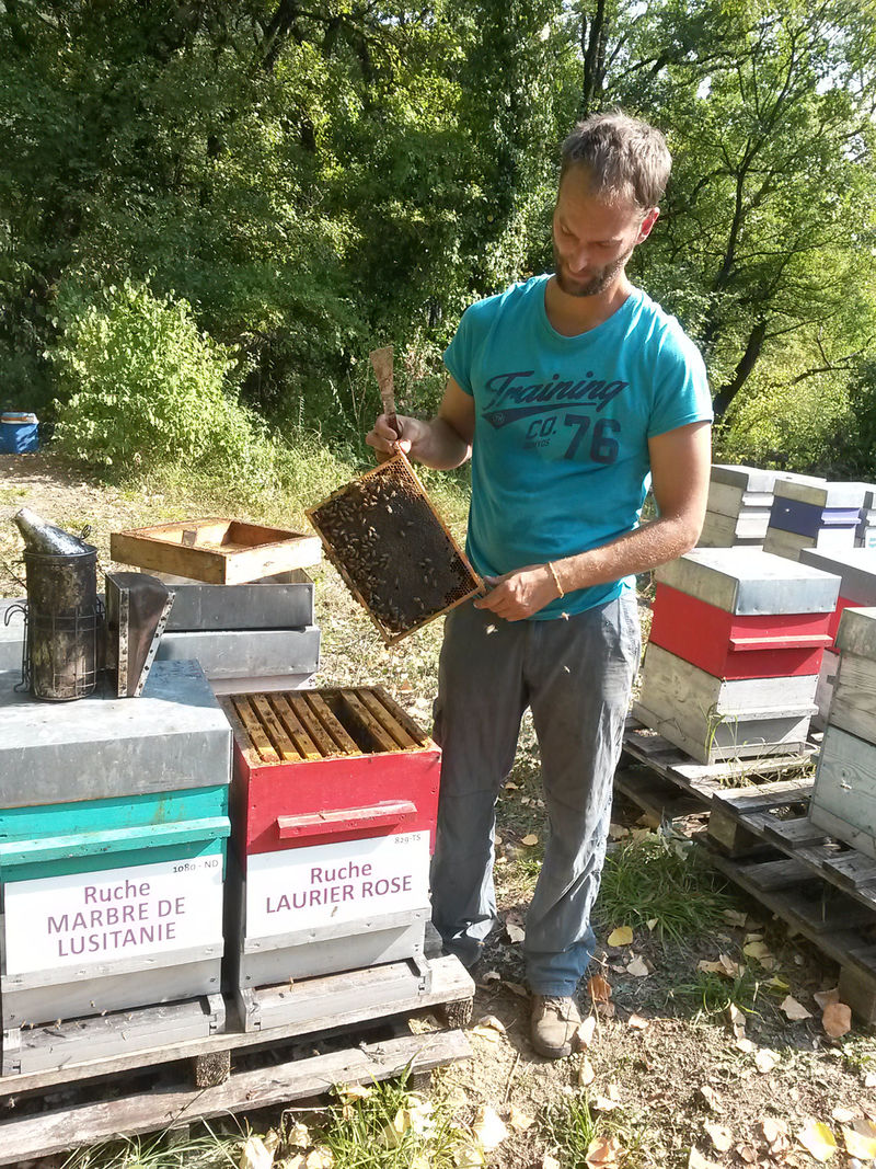 La ruche Laurier-rose