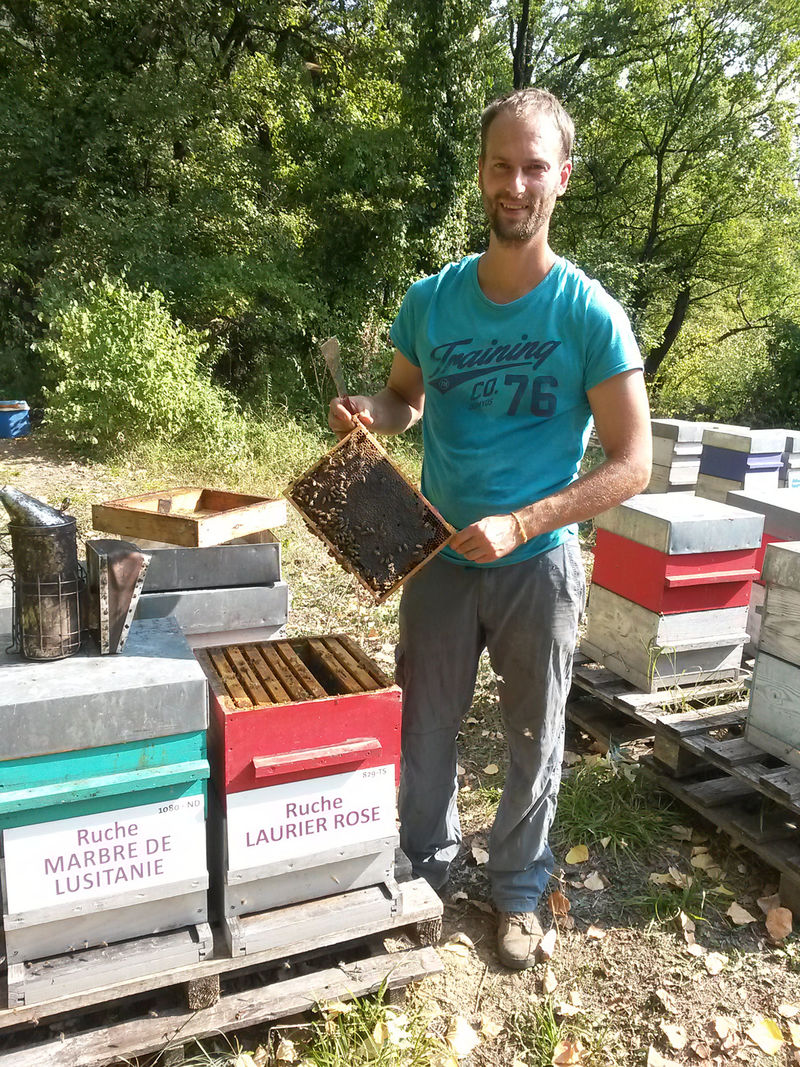 La ruche Laurier-rose