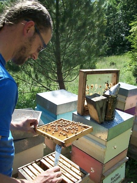 La ruche Lierre terrestre