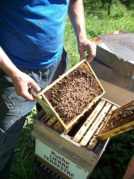 La ruche Lierre terrestre