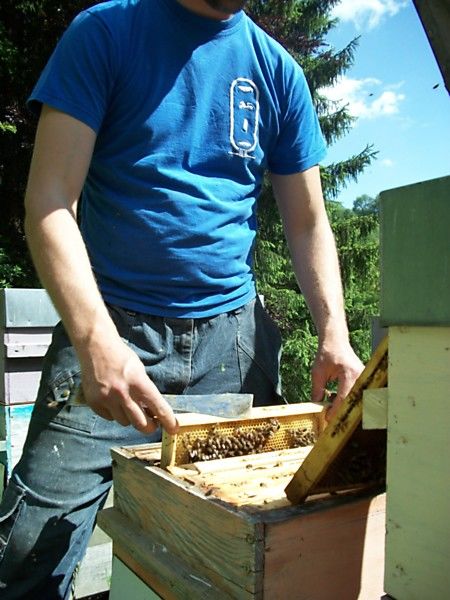 La ruche Lierre terrestre