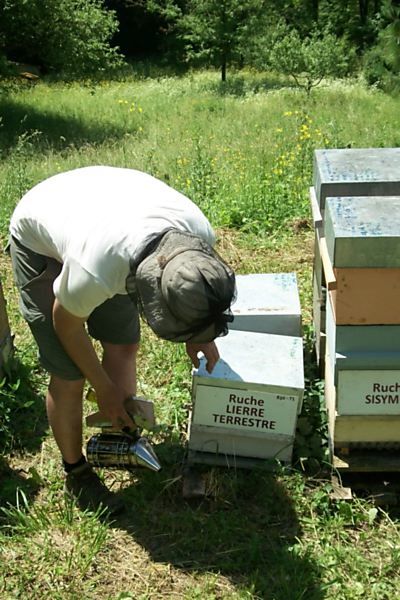 La ruche Lierre terrestre