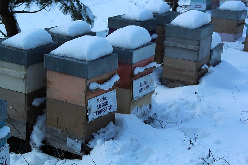 La ruche Lierre terrestre