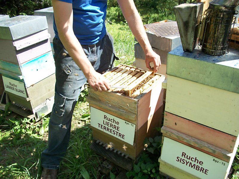 La ruche Lierre terrestre