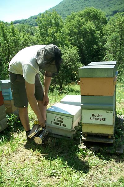 La ruche Lierre terrestre