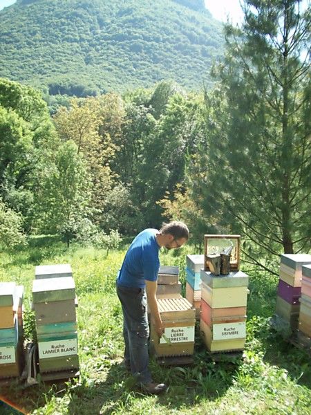 La ruche Lierre terrestre