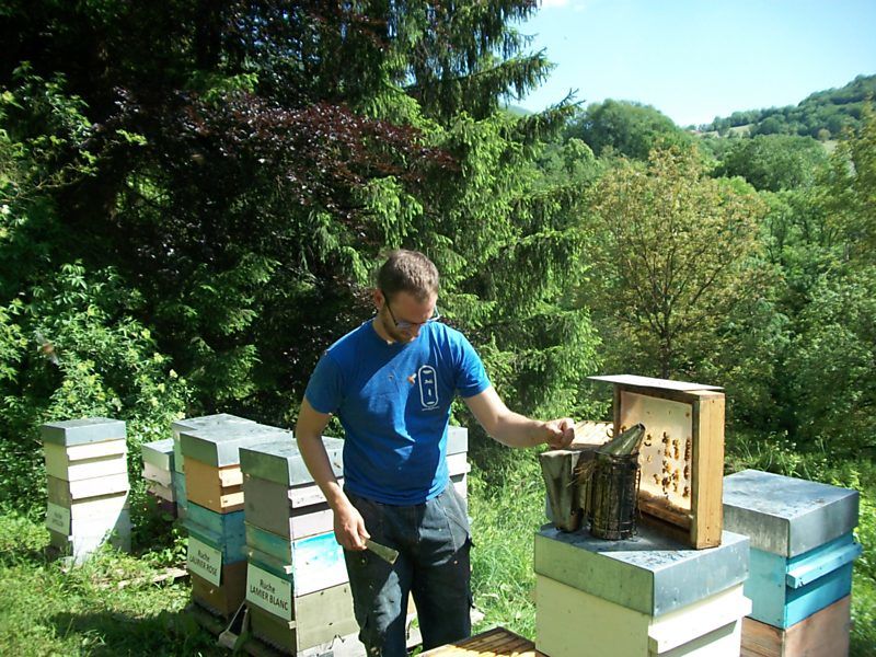 La ruche Lierre terrestre