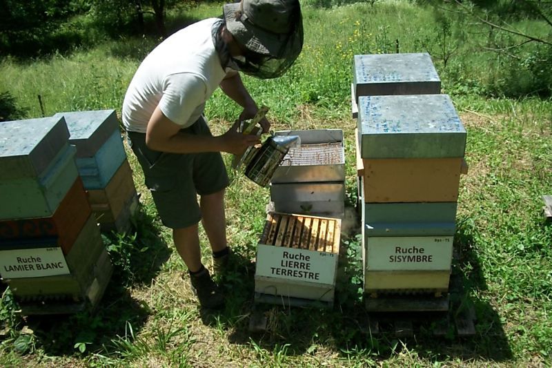 La ruche Lierre terrestre