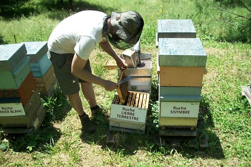 La ruche Lierre terrestre