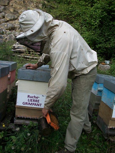 La ruche Lierre terrestre