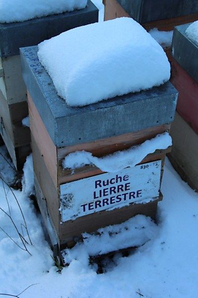 La ruche Lierre terrestre