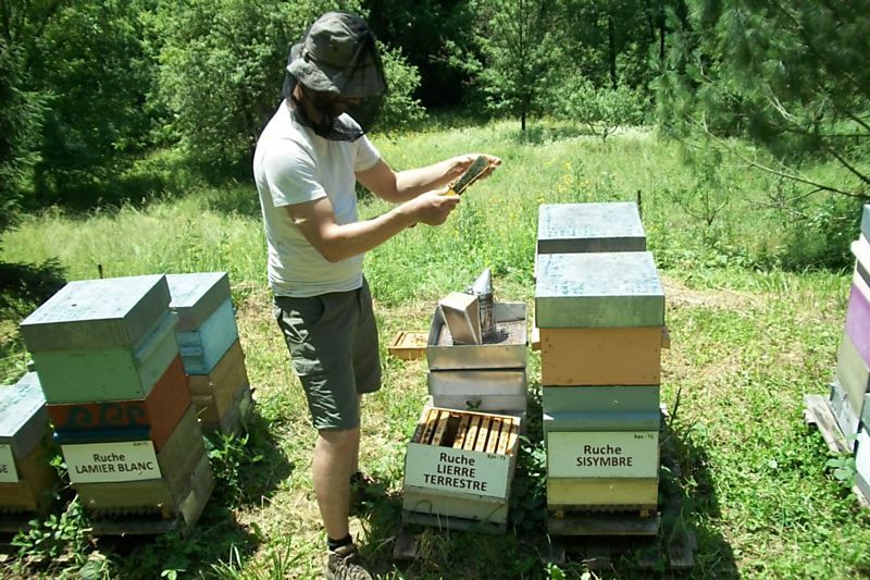 La ruche Lierre terrestre