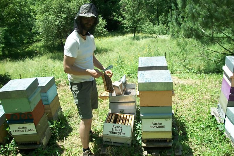 La ruche Lierre terrestre