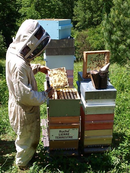La ruche Lierre terrestre