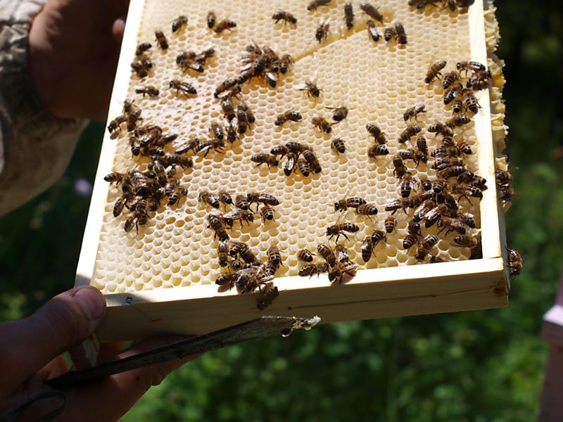 La ruche Lierre terrestre