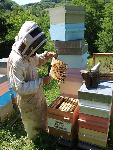 La ruche Lierre terrestre