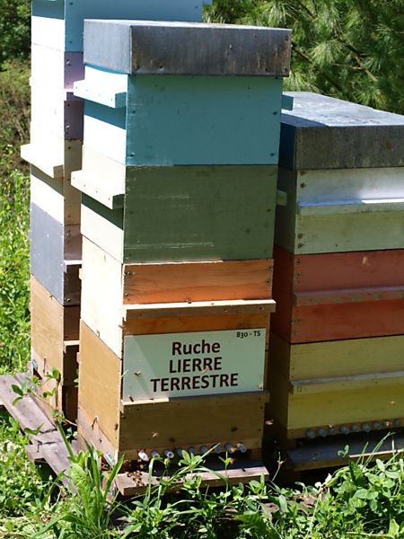 La ruche Lierre terrestre