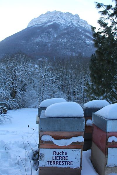 La ruche Lierre terrestre