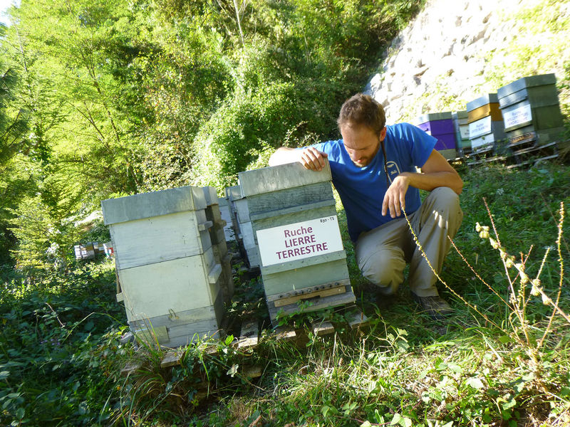 La ruche Lierre terrestre