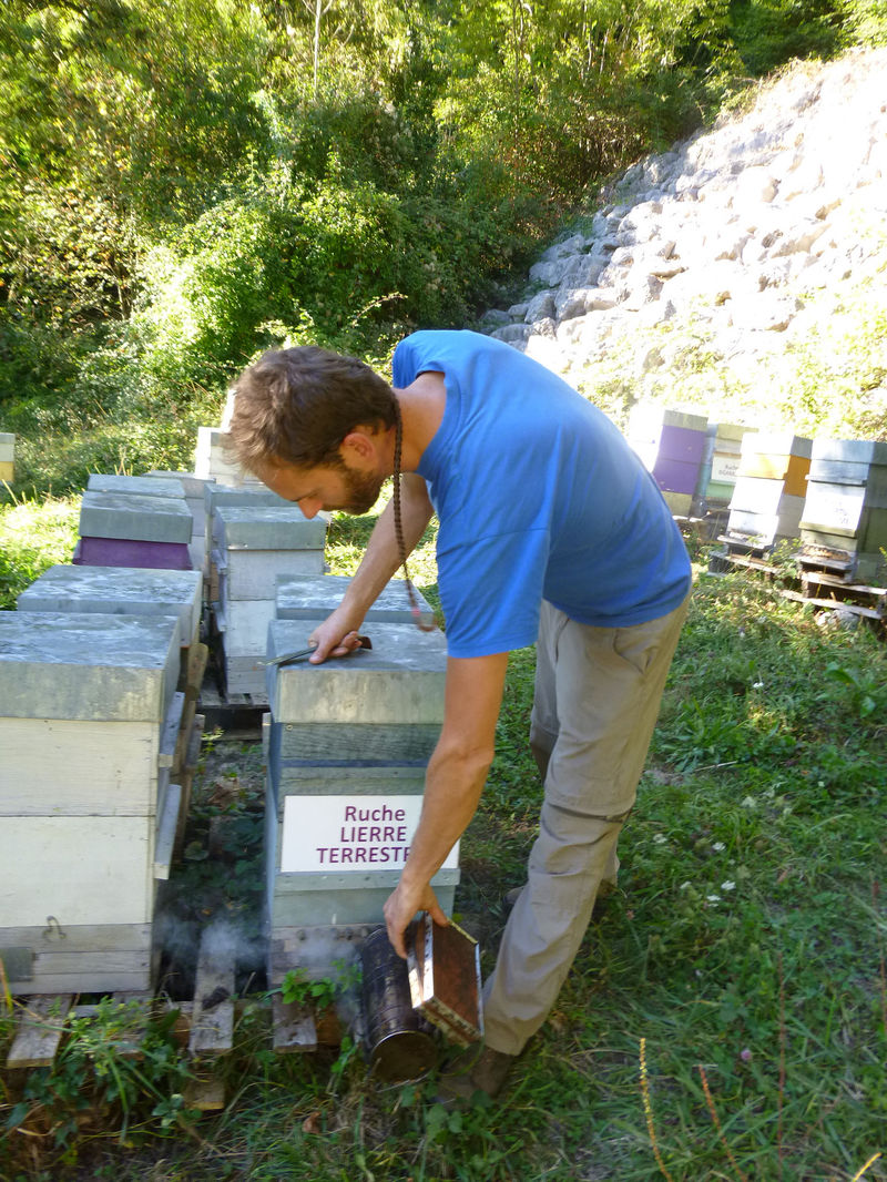 La ruche Lierre terrestre