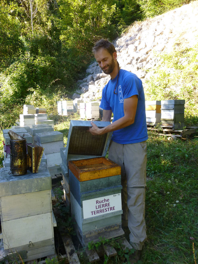 La ruche Lierre terrestre