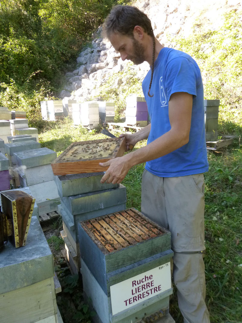 La ruche Lierre terrestre