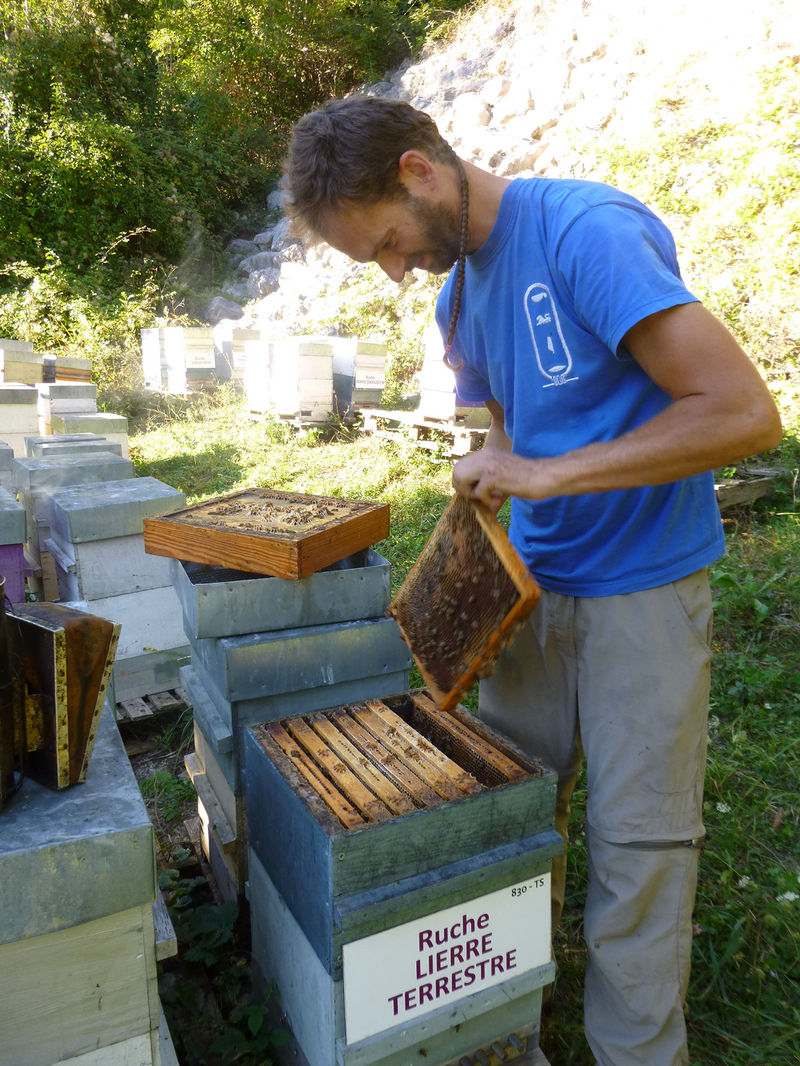 La ruche Lierre terrestre