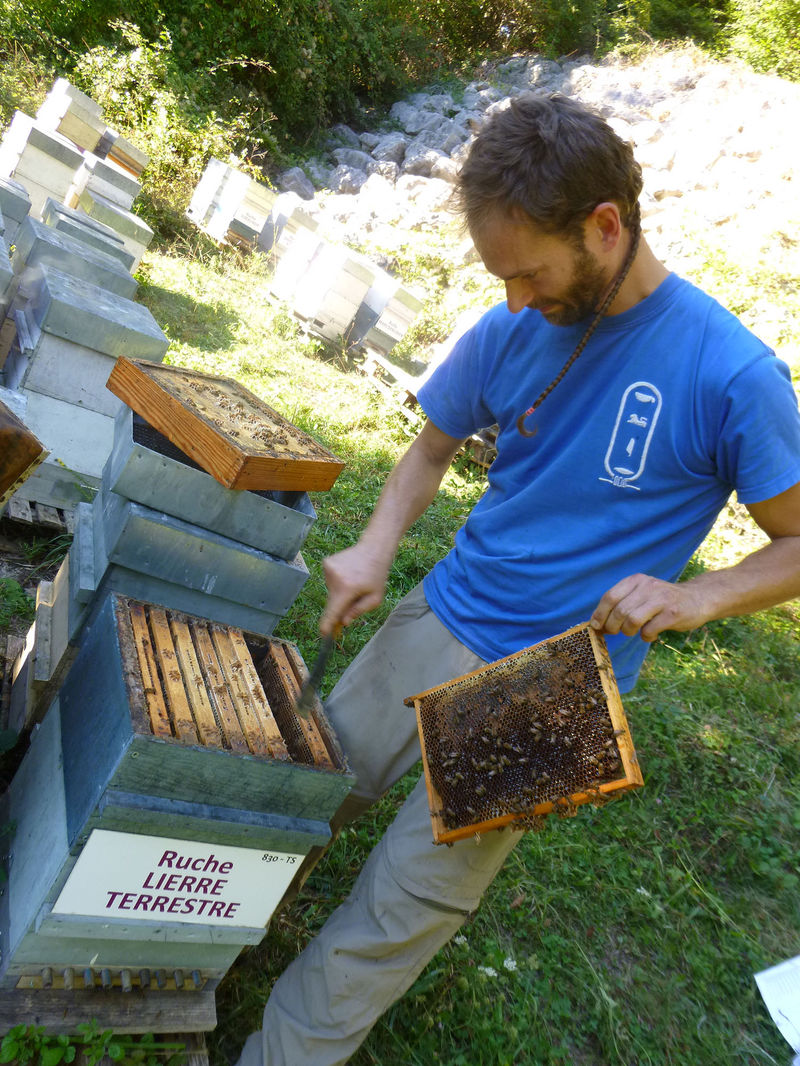 La ruche Lierre terrestre