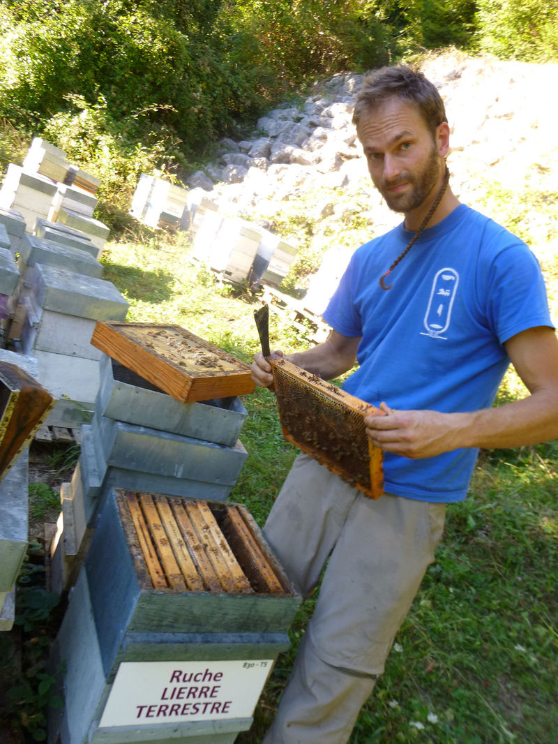 La ruche Lierre terrestre