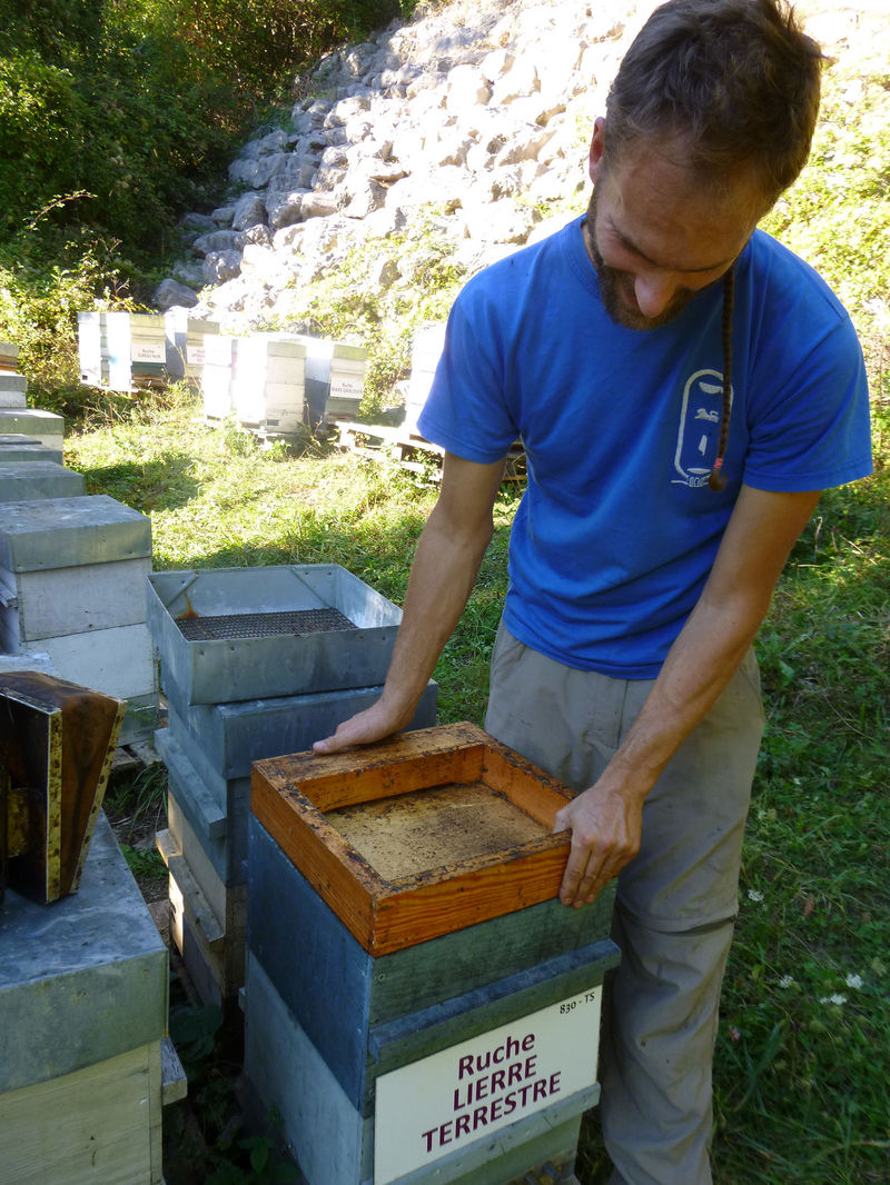 La ruche Lierre terrestre