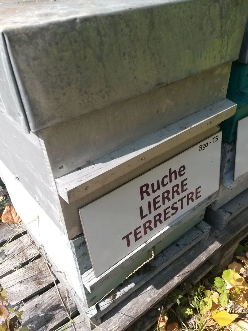 La ruche Lierre terrestre