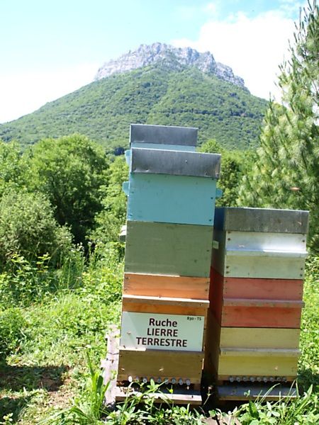 La ruche Lierre terrestre