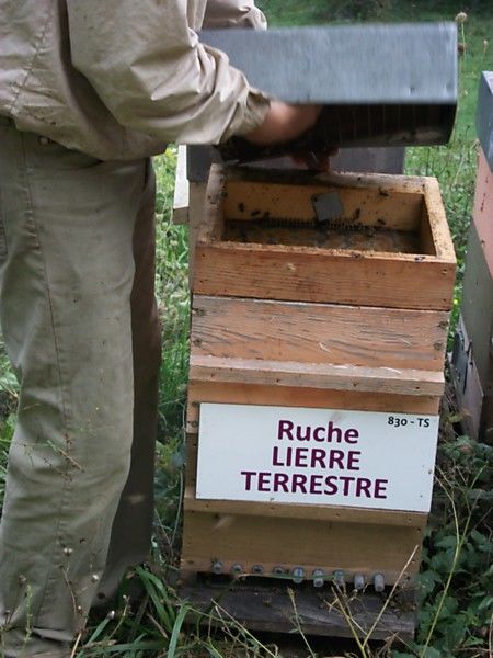La ruche Lierre terrestre