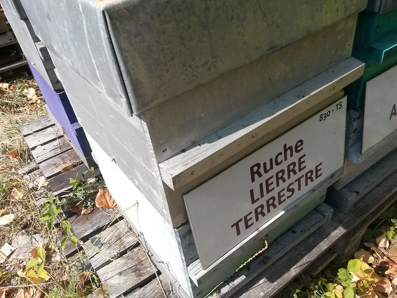 La ruche Lierre terrestre