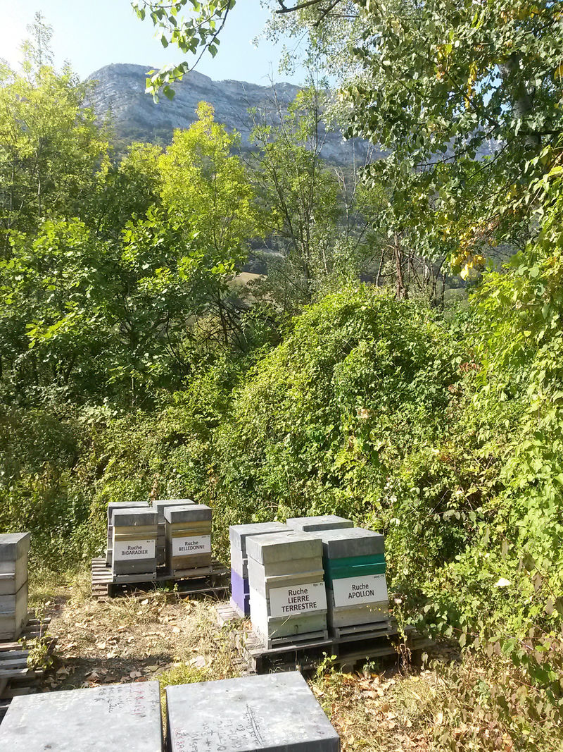 La ruche Lierre terrestre