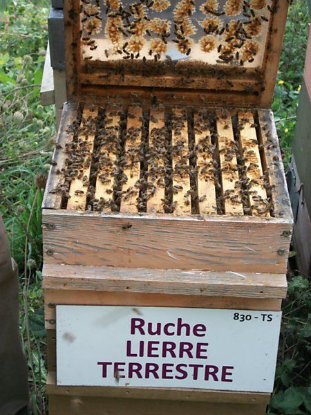 La ruche Lierre terrestre