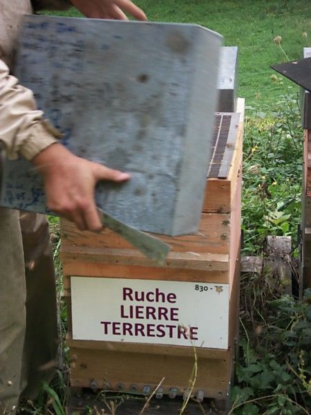 La ruche Lierre terrestre