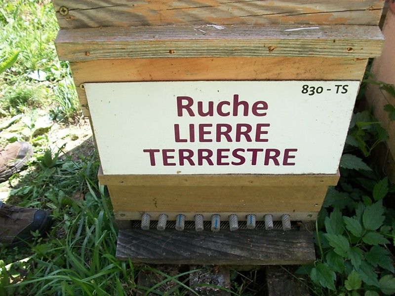 La ruche Lierre terrestre