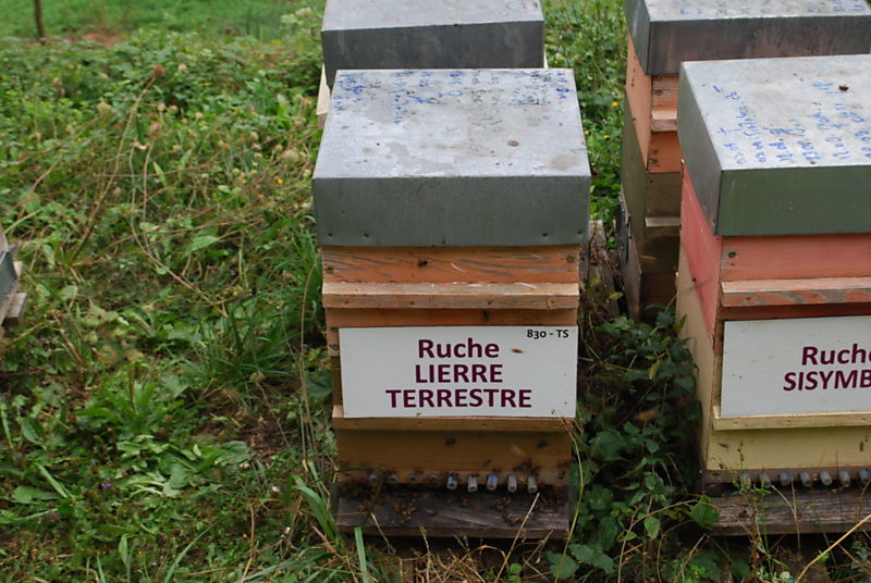 La ruche Lierre terrestre